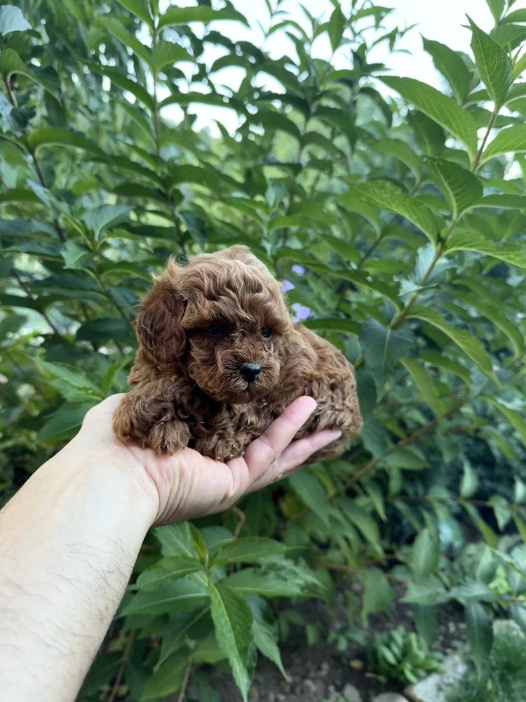 Пудел той момче. Puddle toy