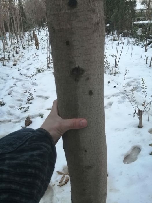 Kashtan daraxtlari bor 15 yillik 3metrdan 4,5metrgacha