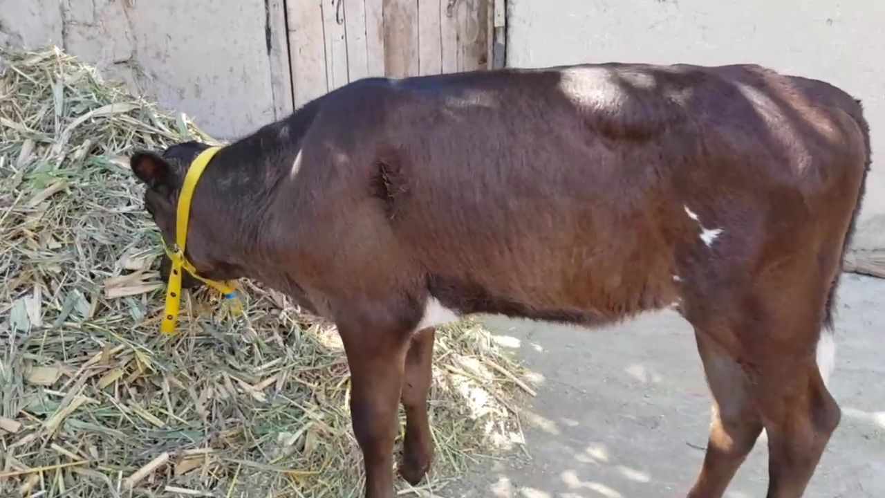 Angus xunajin toza qon