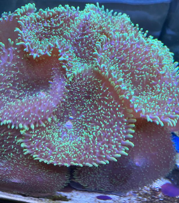 Corali soft acvariu recif