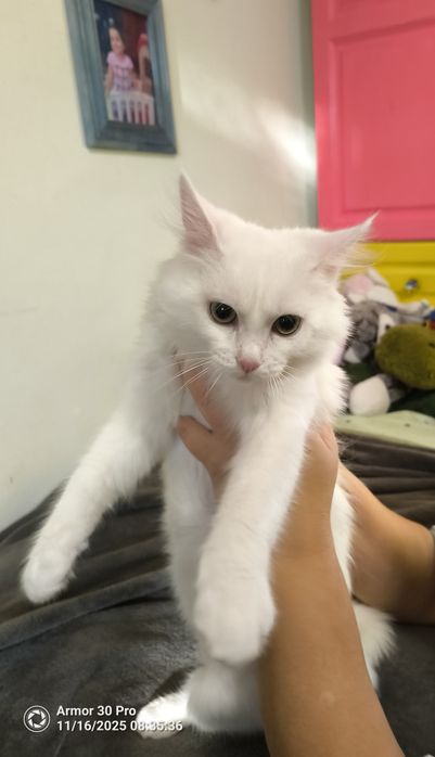 Подарявам коте с хигиенни навици