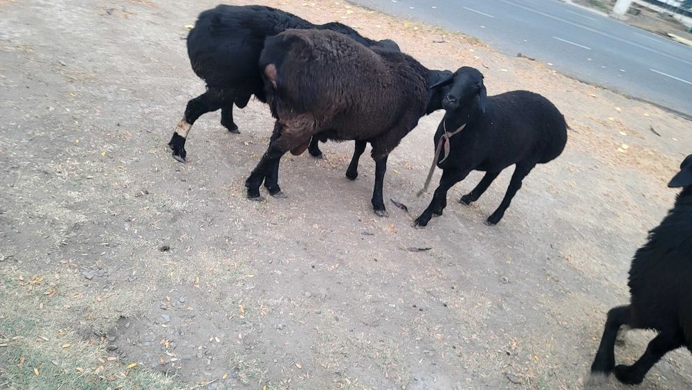 Qo'ylar sotiladi      продаётся домашние бараны