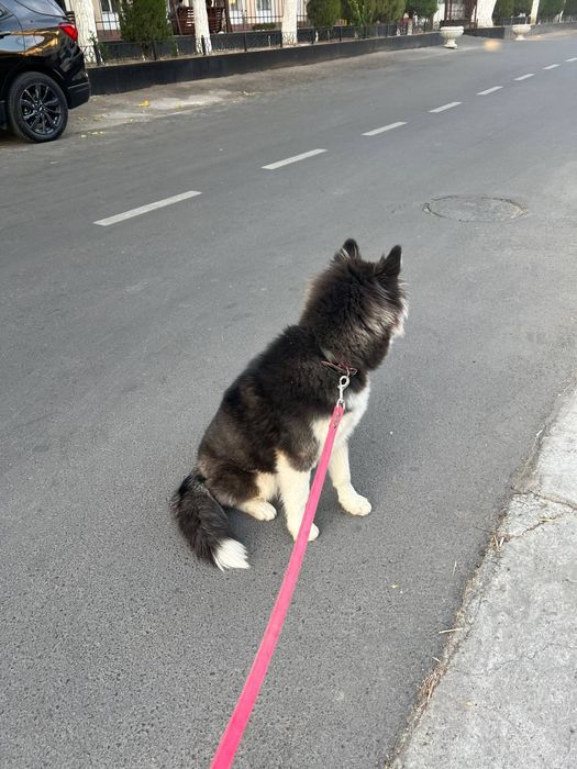 Продается Хаски Сибирская