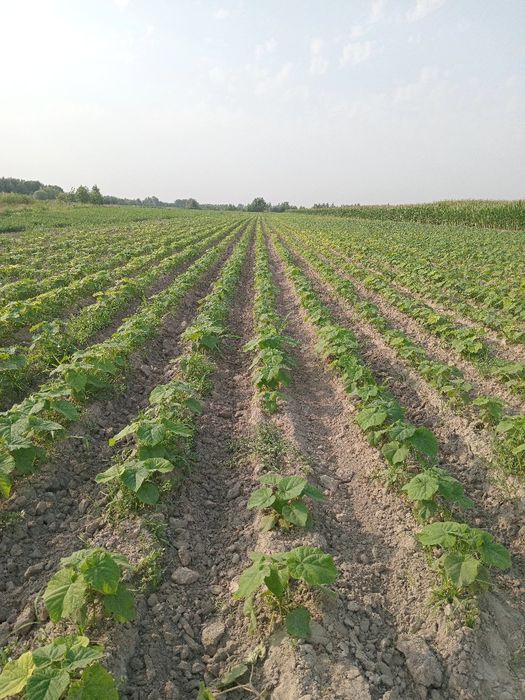 Pavloniya kochatlar sotuvga tayyor