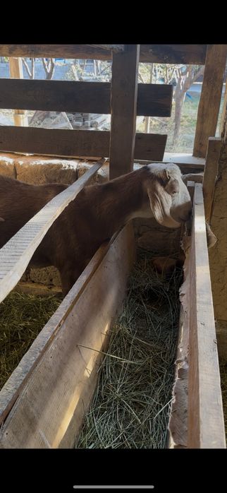 Ешкы лагымен бирге