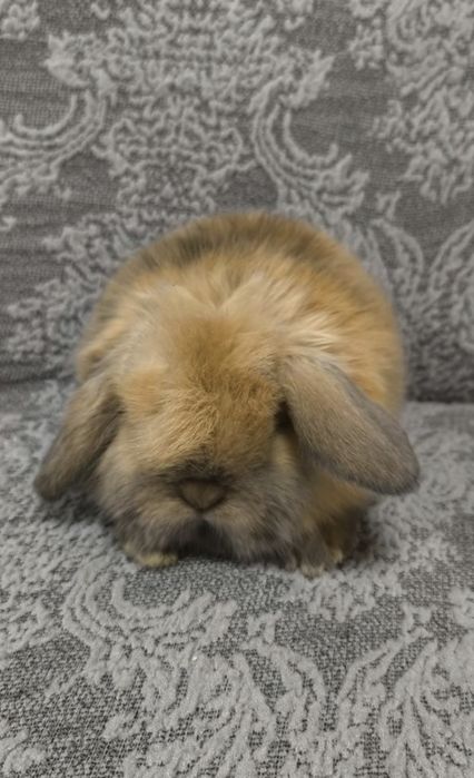 Karlik minilop quyon декоративние кролики котта бўпкетмидиган тури