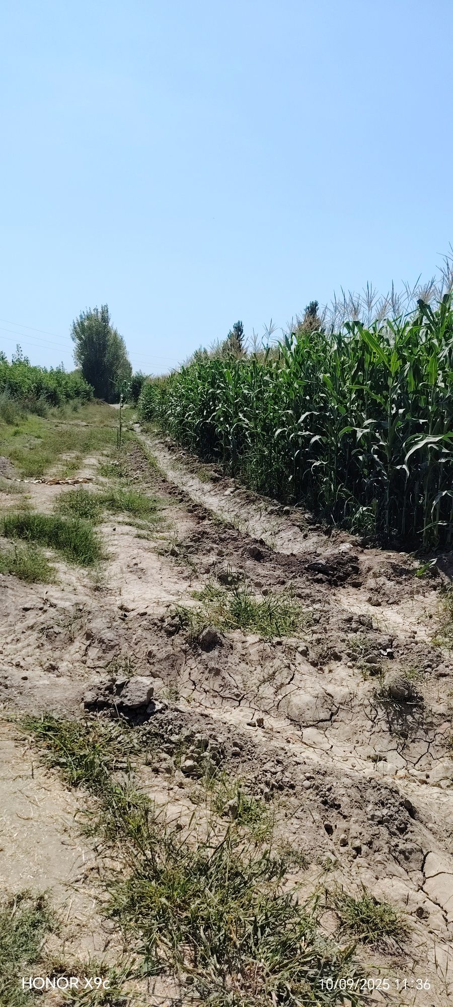 Silos bor dehqoni ozidan