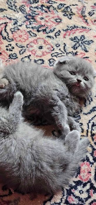 Шотлански и британски късокосместа