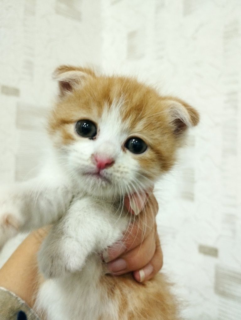 Котята породные 1,5 месяца.