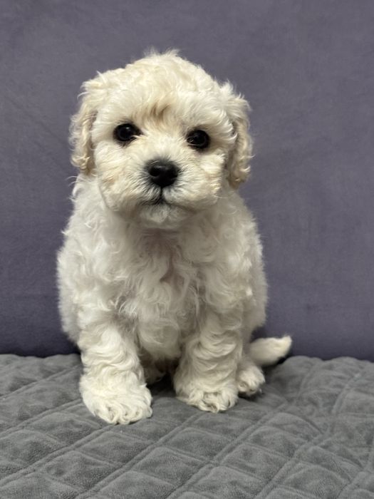 Мальтипу  мальчики