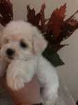 Bichon maltez alb pufos
