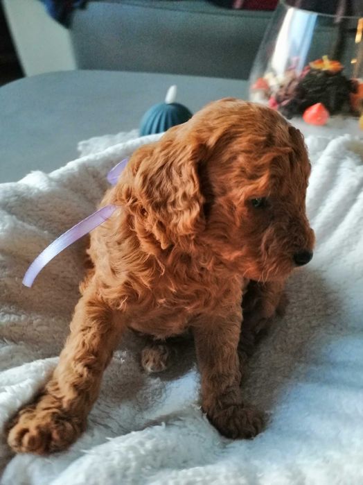 Мини пудели момчета