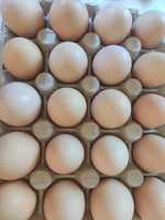 oua pentru incubat brahma herminat deschis si pui de o saptamana
