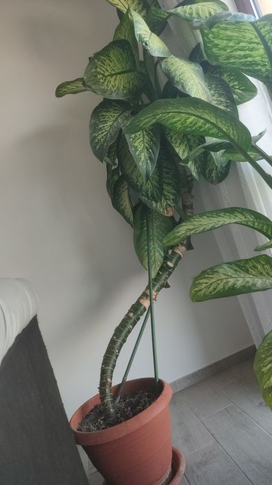 Dieffenbachia seguine
Plante