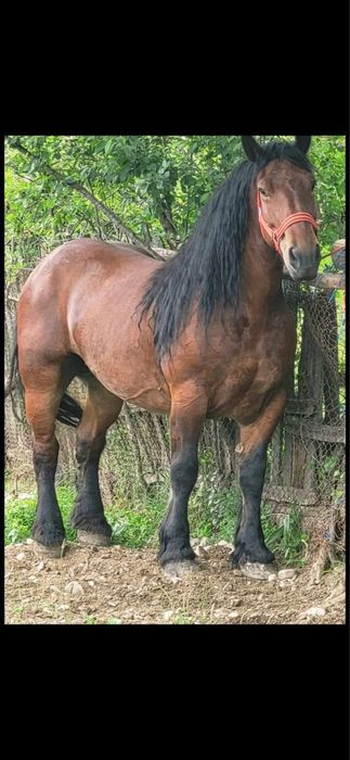 De vanzare armasar roib urgent !!!