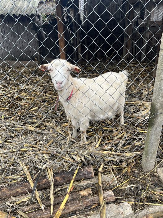 Vand capră gestantă