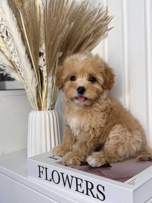 любимешки- Мальтипу Ф1