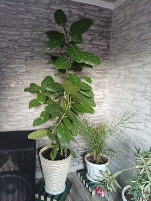Фикус 170см самовывоз