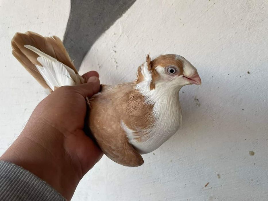 Vând diferite rase de porumbei