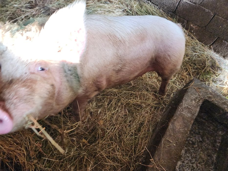 Продаю свиней,  домашние