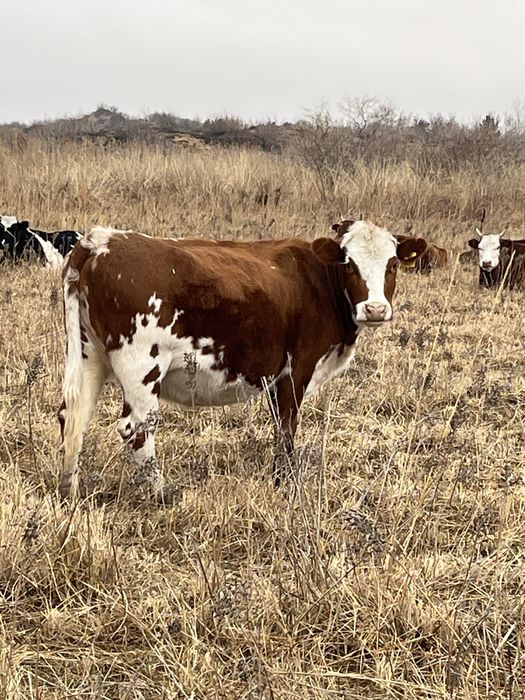 Сиыр сатылады. Актауда тур.