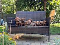 Puișori de Teckel Tekel – bucurie și iubire la prima vedere! Pedigree