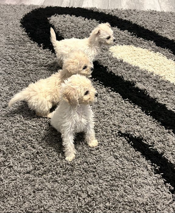 Pui Bichon Maltez – 2 băieți și 1 fetiță