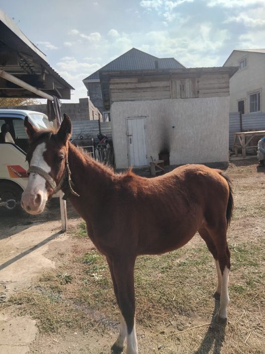 Тай сатылады  Ұзынағаш ауылы
