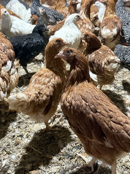 Puicute oua 16 saptamani colorate