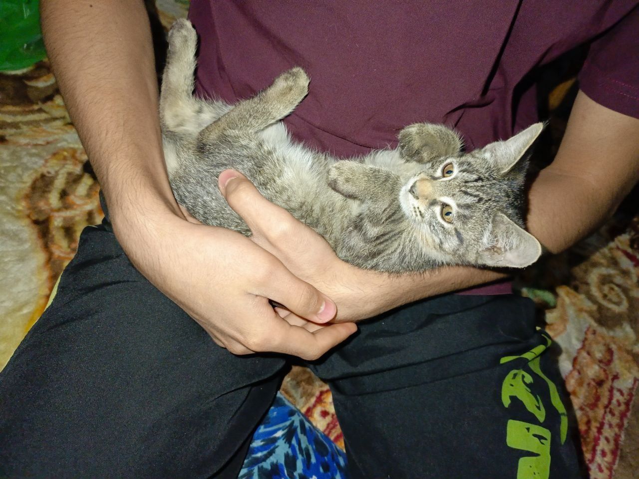 Котик отдаю в хорошие руки 2 месяца мальчик