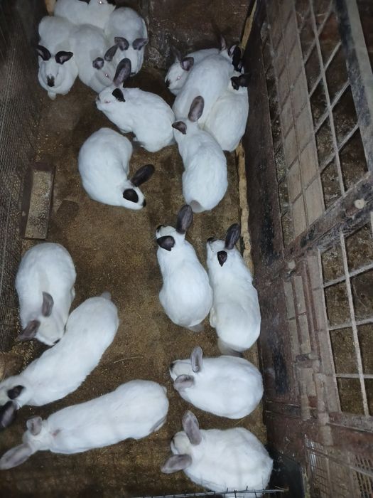 Iepurași de vânzare