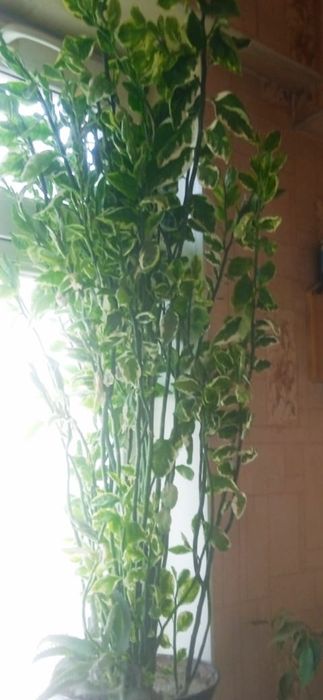 Комнатное дерево семейное