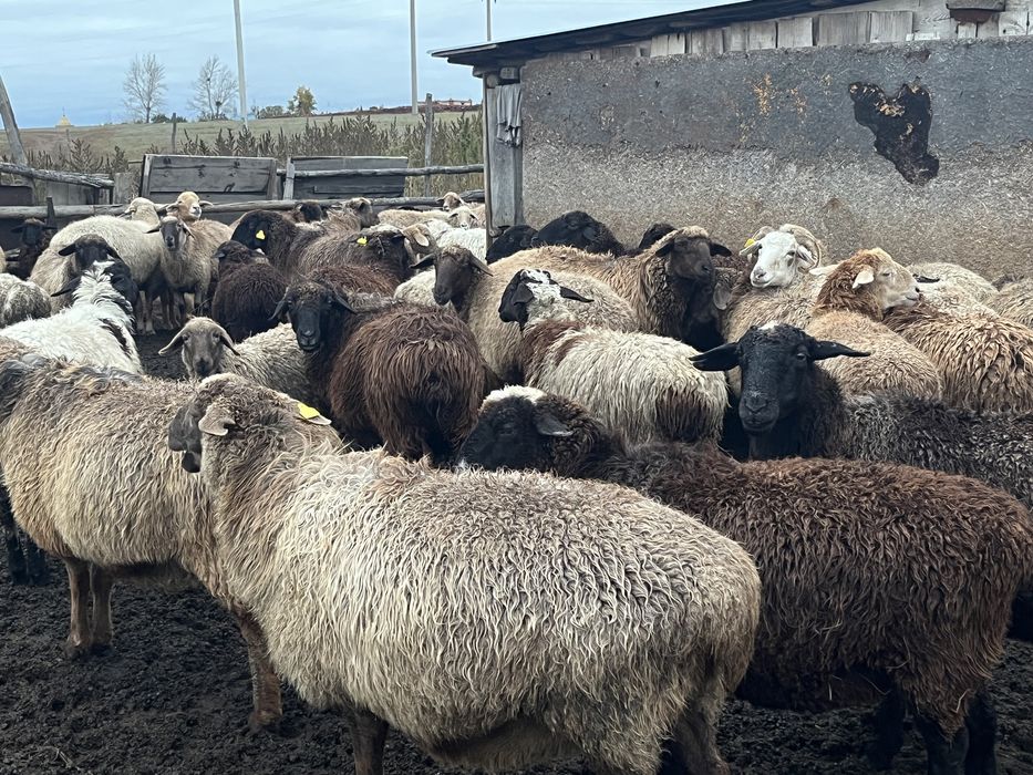 Продам баран упитанных кой сатылады