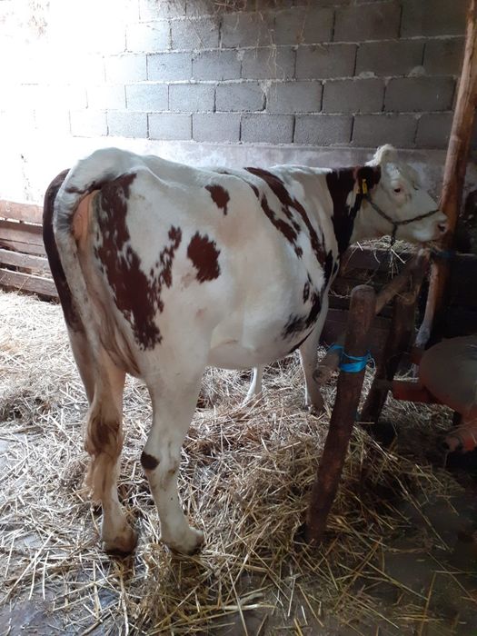 Vând vacă gestantă