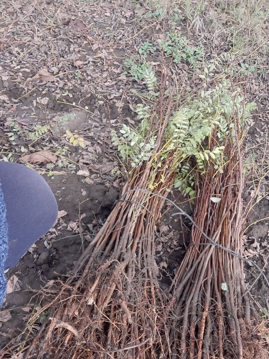 Puieti de vanzare anul 1 - pret 0,60 bani