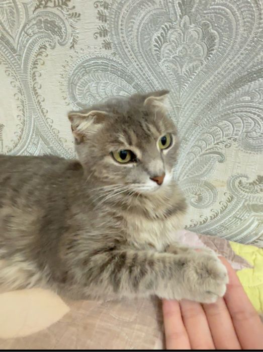 Шотландский мысық