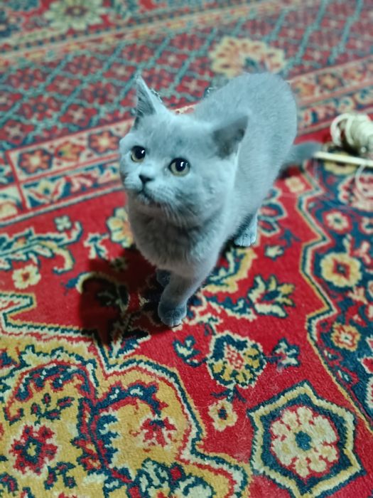 Отдам котенка в хорошие руки