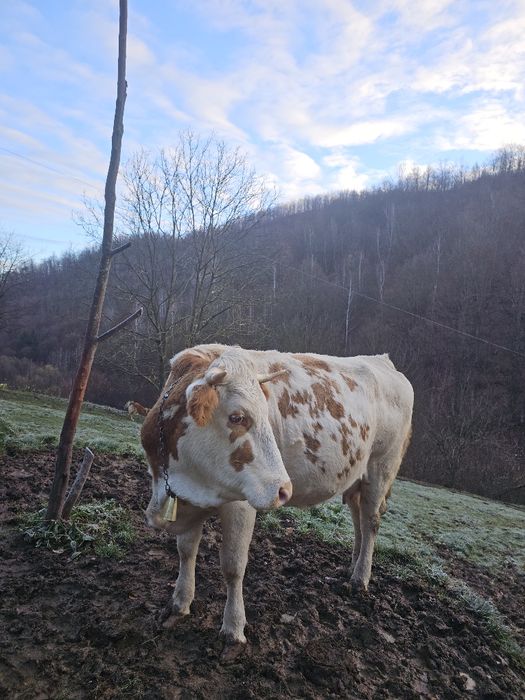 Vaca gestanta in 5 luni