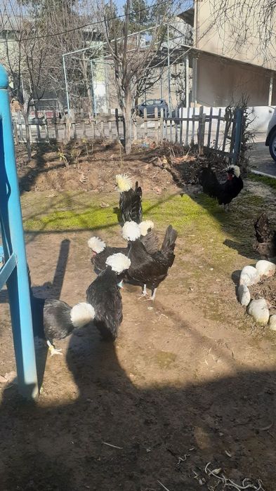 Голланка тухуми и жўжаси сотилади.