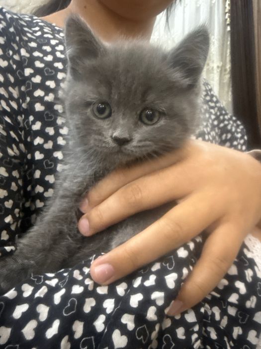 Britanskiy mushuk bolasi