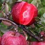 Pomi fructiferi  deosebiti ( Rari )