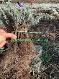 Lavanda Sevtopolis TOAMNA 2023 0.09 €