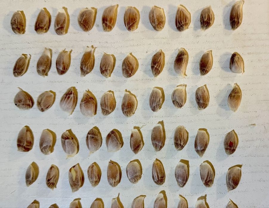 50 de semințe de pomelo într-un pachet