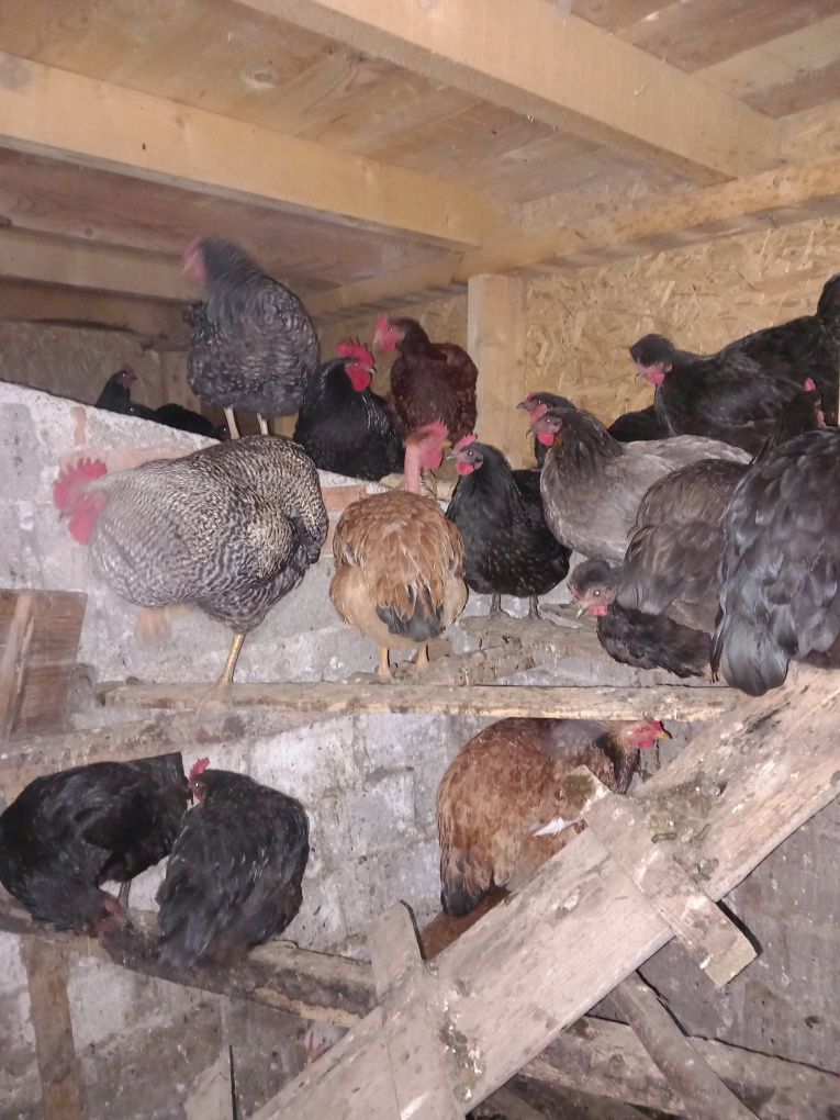 Ouă de găină crescute în spatii deschise  Incubat și consum