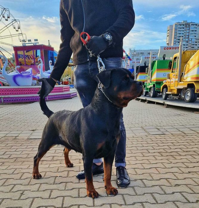 Ротвайлери с родословие