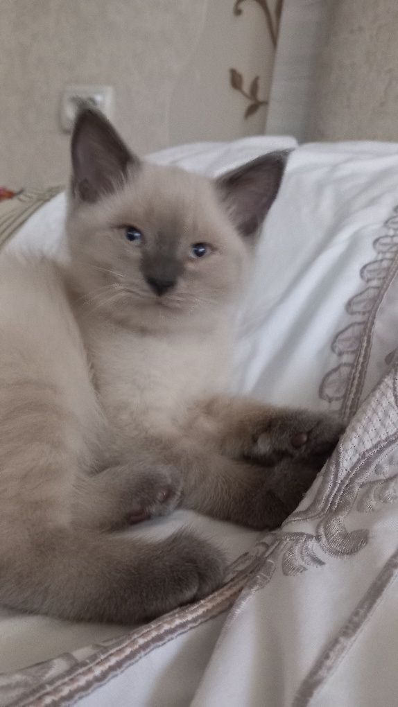 Кошка скотиш страйт и сиамски