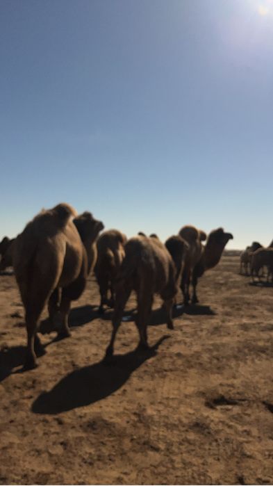 Туйе кунанша еркек ургашы боталы туйе сатылымда