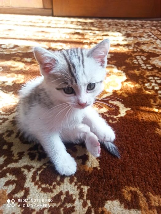 Отдам котят бесплатно