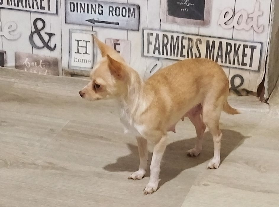 Малки сладури в Ловеч