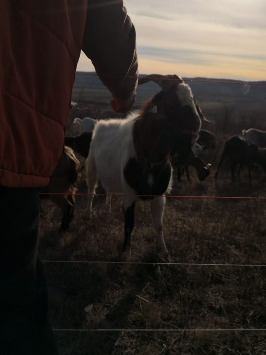 Tap Boer în vârsta de 2 ani